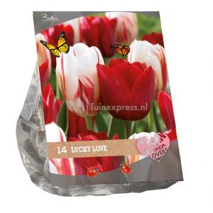 Baltus Urban Flowers Lucky Love bloembollen per 14 stuks